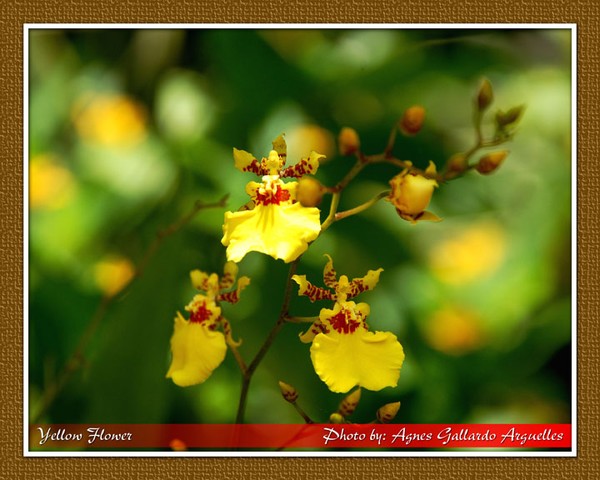 Yellow Flower