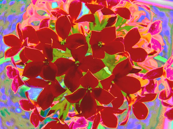 Red Flowers