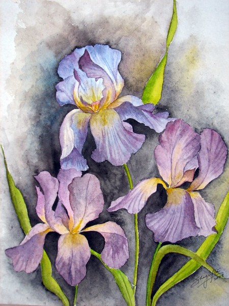 irises