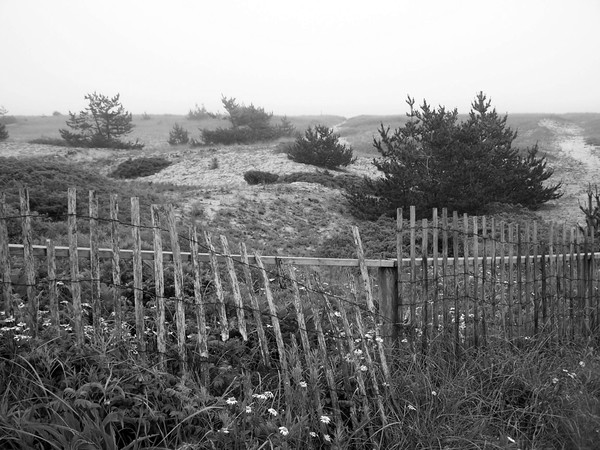 Surfside Dunes