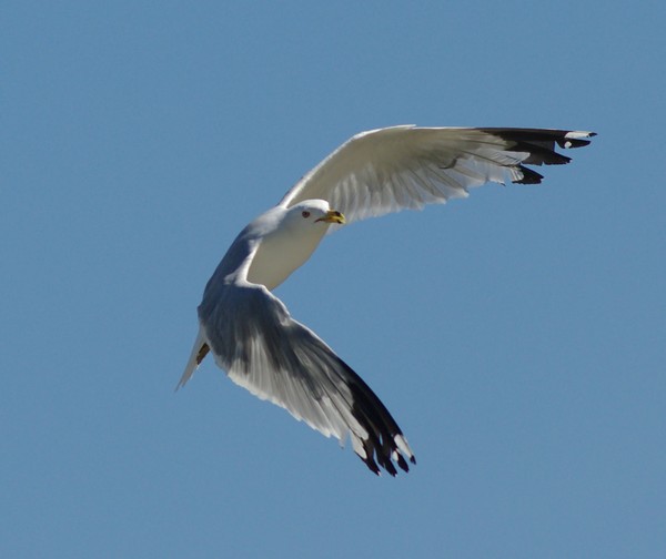 Freedom