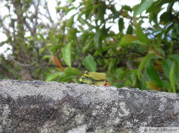 Making Love In Nature