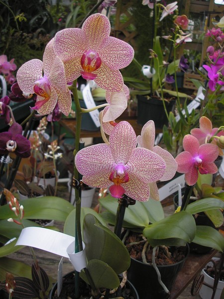 Flowers II