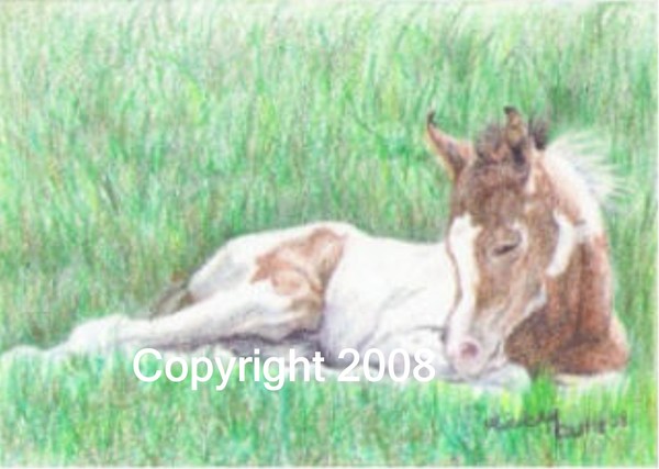 Pintabian Colt