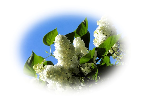White Lilac