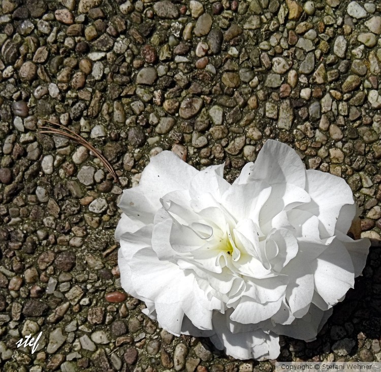 fallen beauty