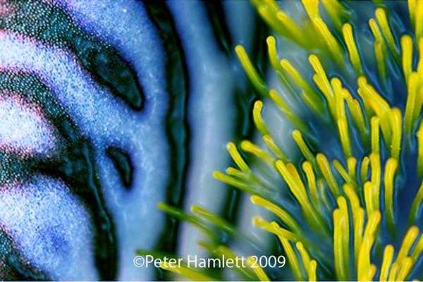 Fish Plant