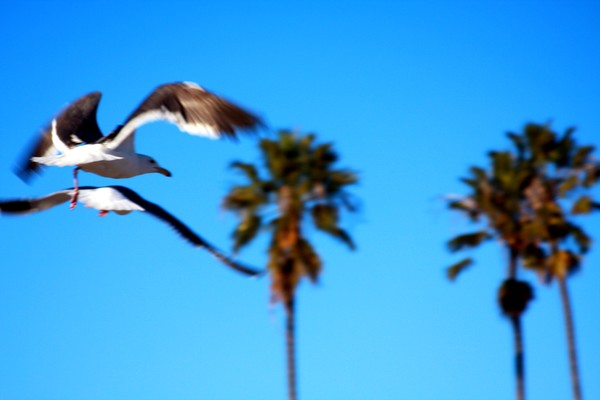 Birds Caught in Flight