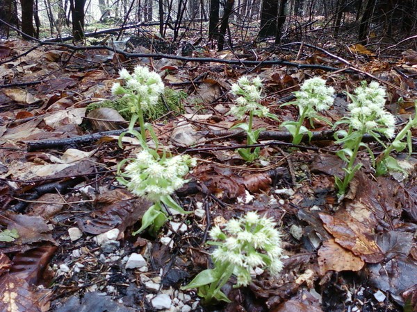 first flowers