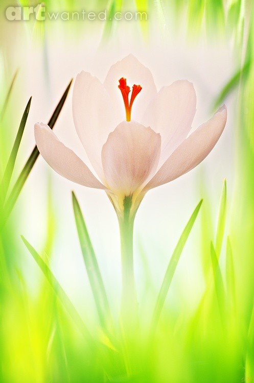 Crocus in High Key