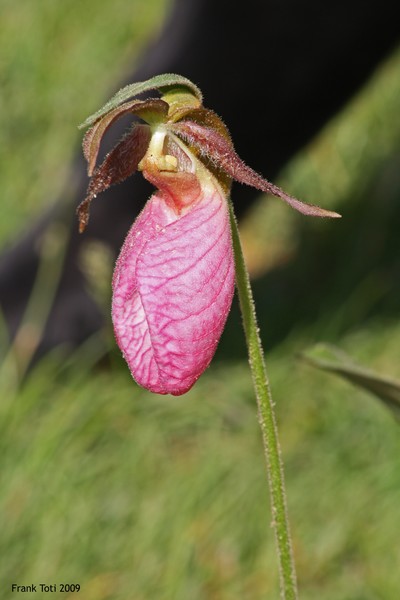 Lady Slipper