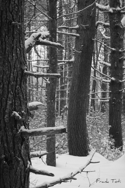 Winters blues 