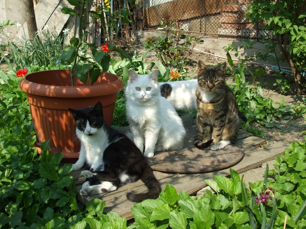 Aristocats