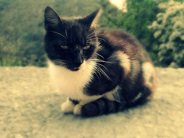 Stray cat 3