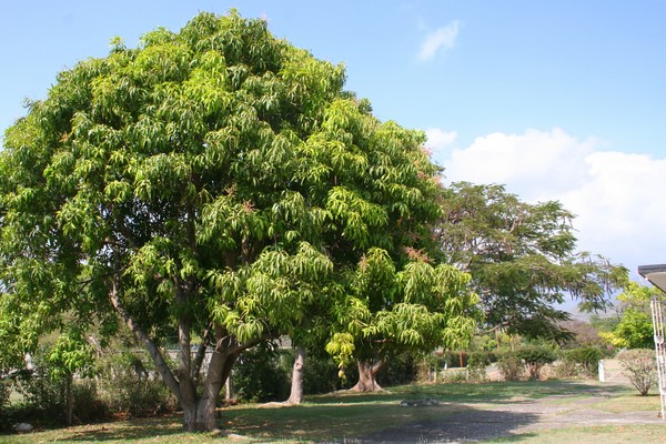 Mango Tree