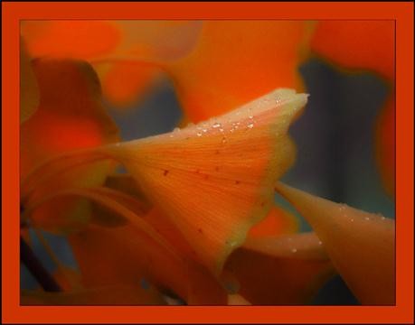 rainyleves