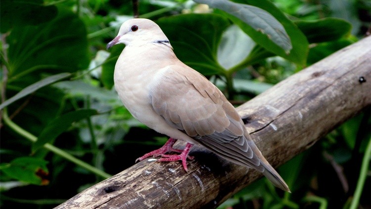 Pigein001 1366x768