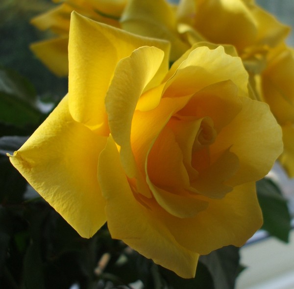 Sunlight on roses