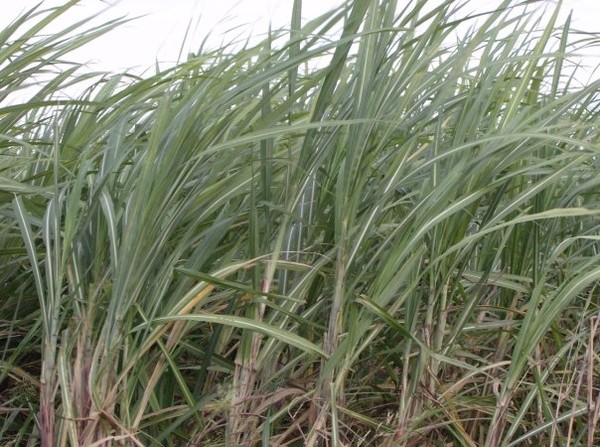 sugarcane