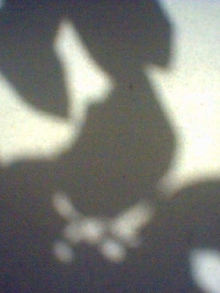 foglie