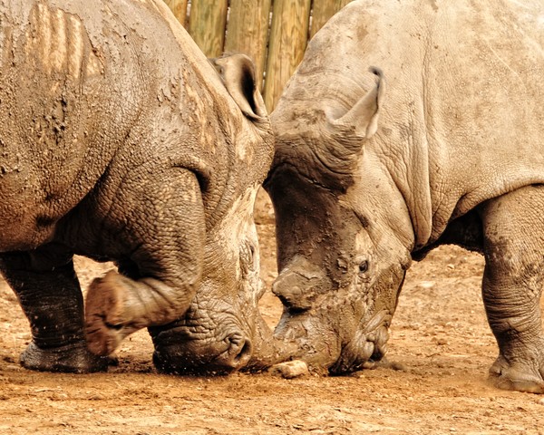 Rhinos