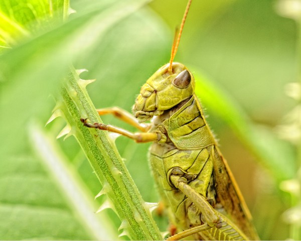 Same Grasshopper only closer
