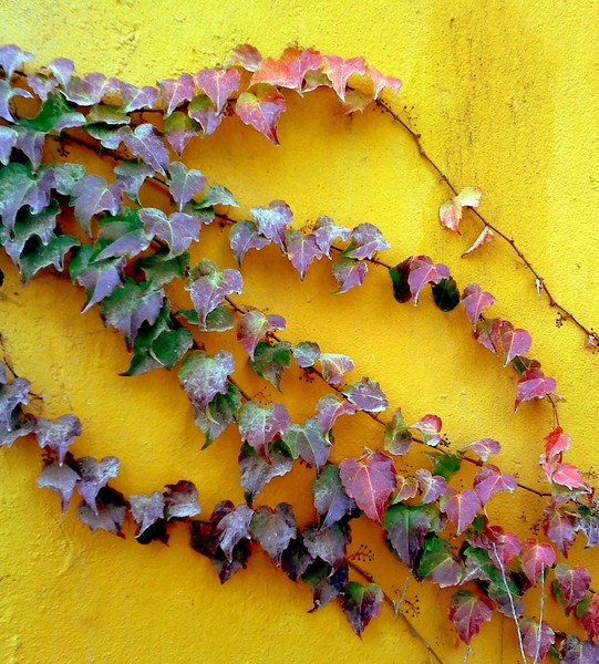 ivy in fall colours.
