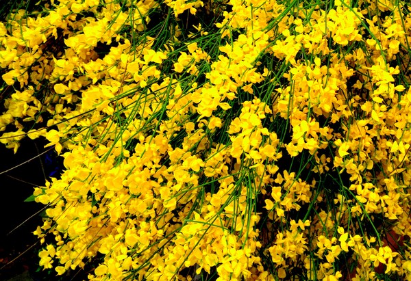 genista in bloom