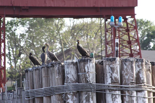 Birds on Pilings