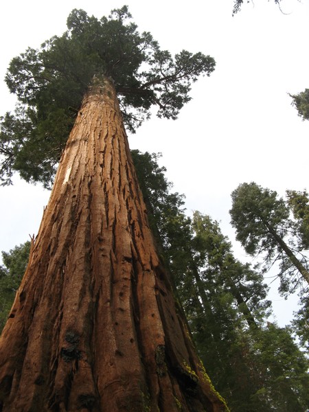 Yosemite Tree