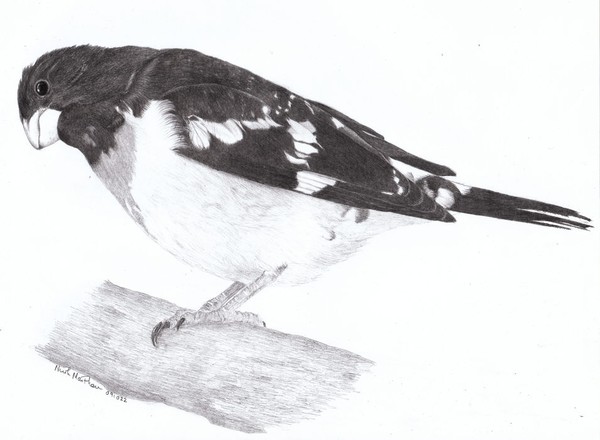 Rose-Breasted Grosbeak