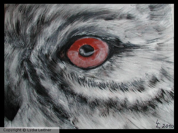 Snowy Owl