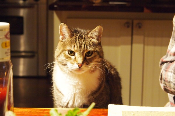 catty