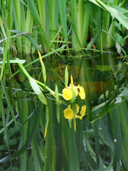 yellow point in the green
