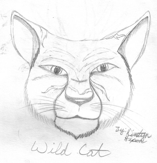 Wild Cat of some sort