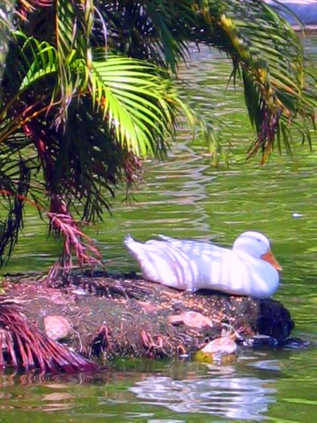 Duck Resting
