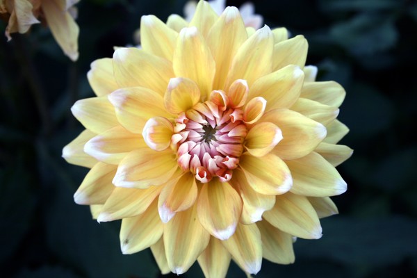 Yellow and White Dahlia