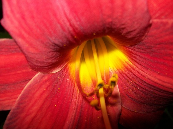 Scarlet Red Daylily
