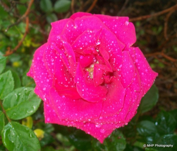 Red Rose