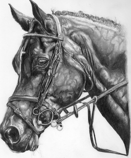 stallion