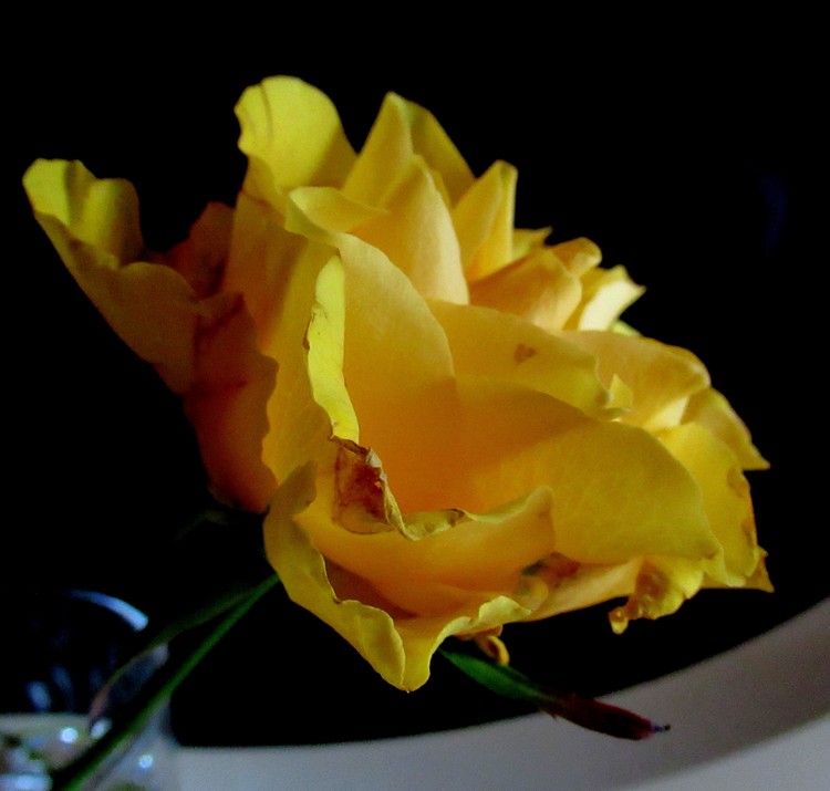 ROSE FESTIVAL 2018 N° 1