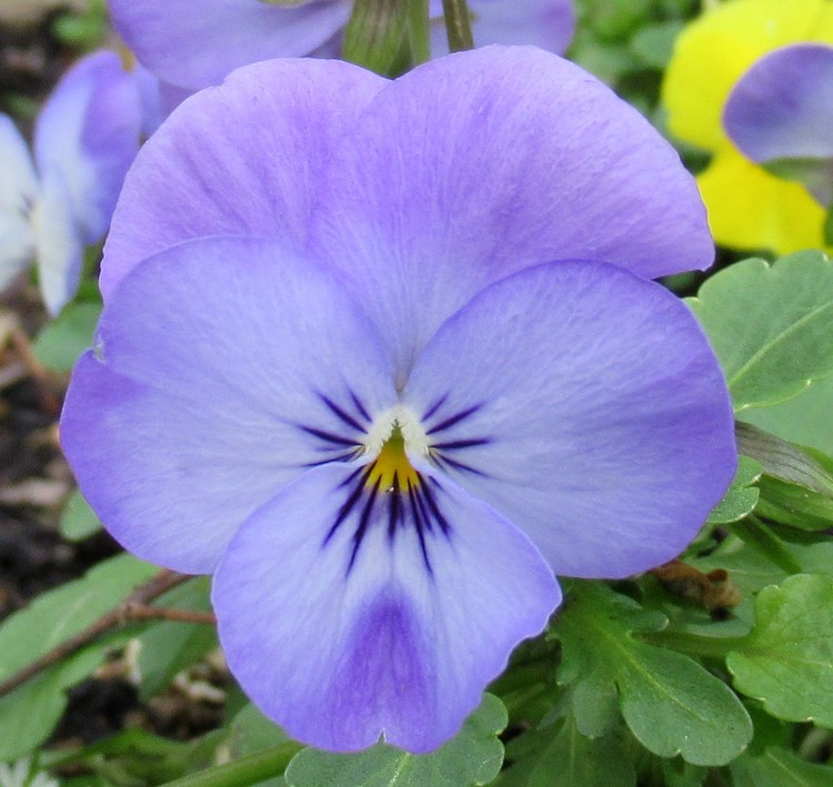 PALE PURPLE PANSY