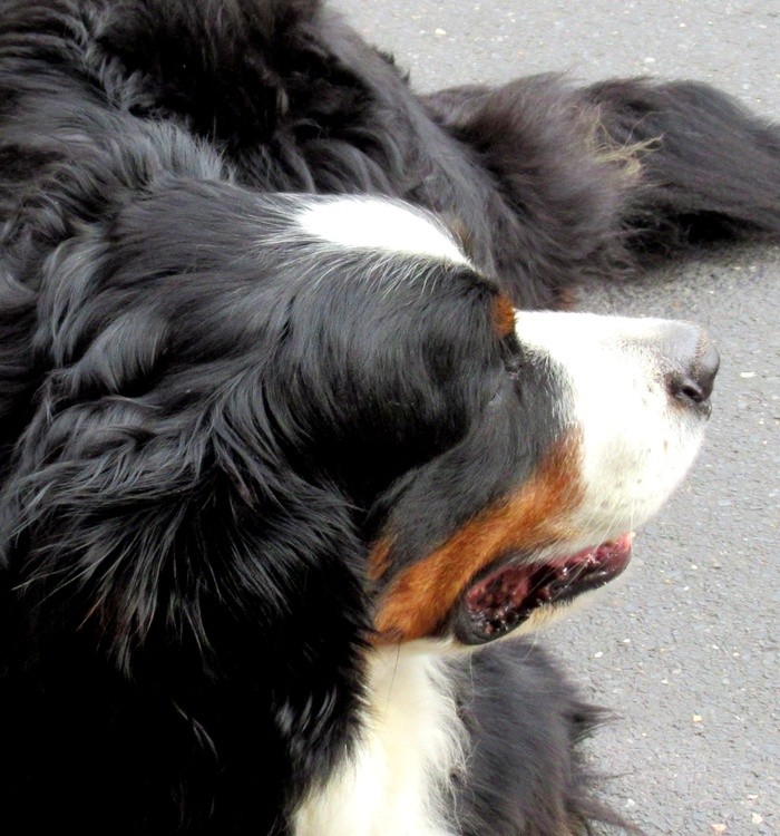 MAN'S BEST FRIEND
