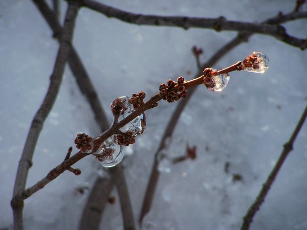 Ice Storm
