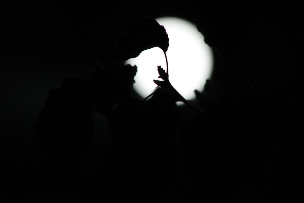Moon and Leaves