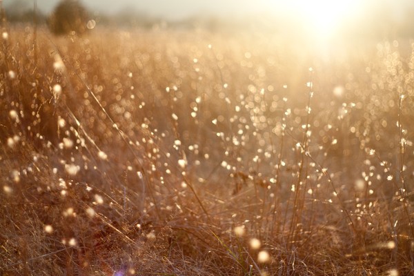 Fields of Gold
