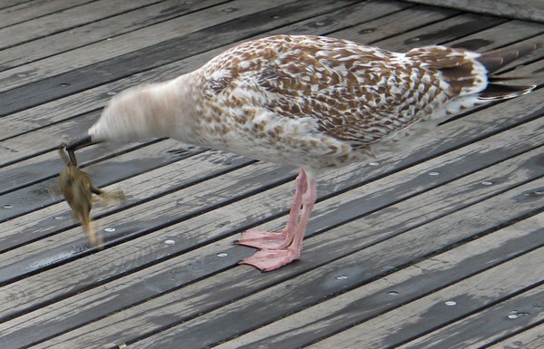 Gull Fighting Crab Blur