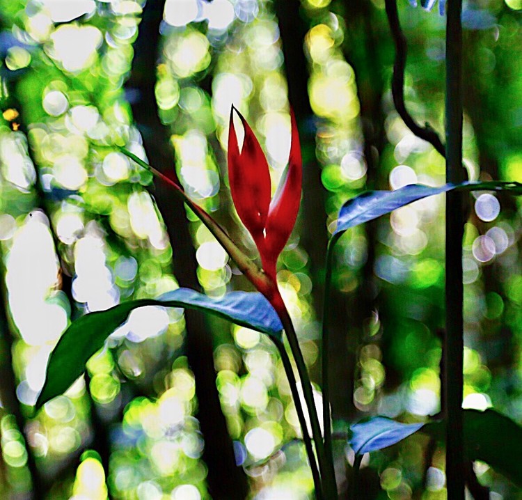 The flower