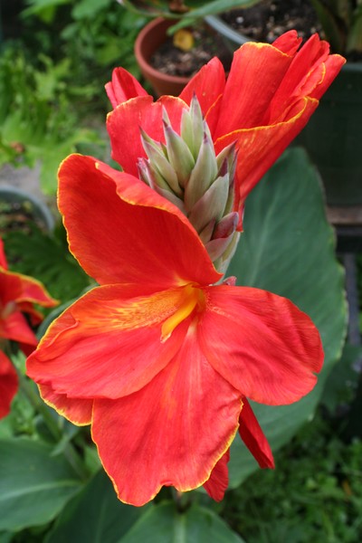 Red Flower