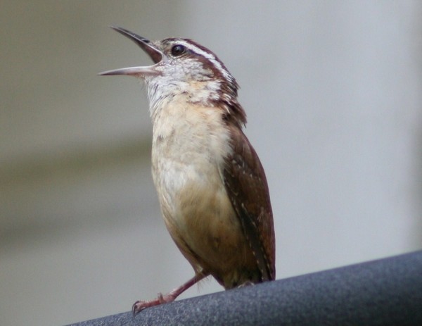 Just Singing